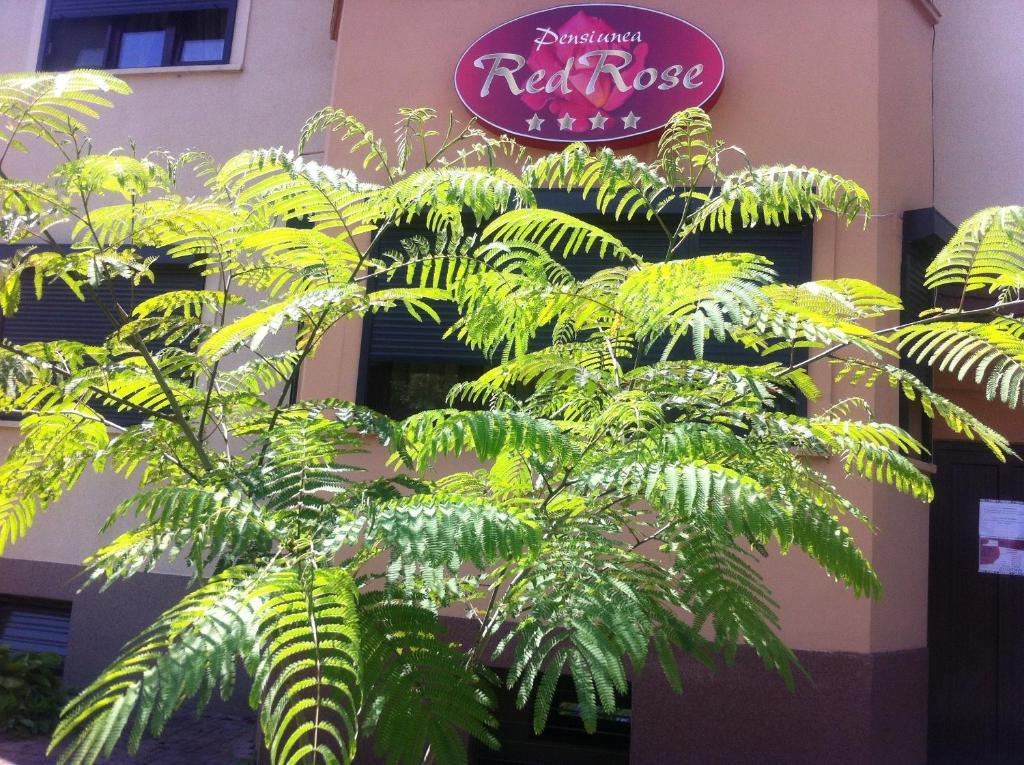 Pensiunea Red Rose Apartments Τιμισοάρα Εξωτερικό φωτογραφία